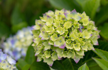 Young hydrangea macrophylla flower changing color from green to purple