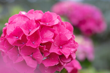 Bright pink hydrangea macrophylla bloom on soft blurred background