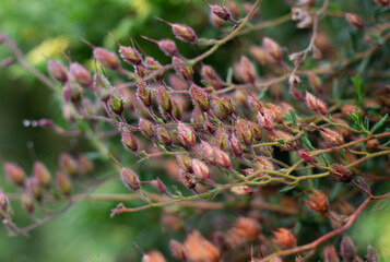 Wild plant seed pods with dew drops. Natural botanical background