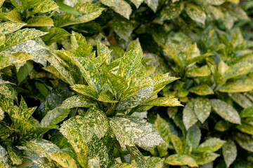 Aucuba japonica variegated leaves. Spotted laurel, japanese aucuba or gold dust plant.