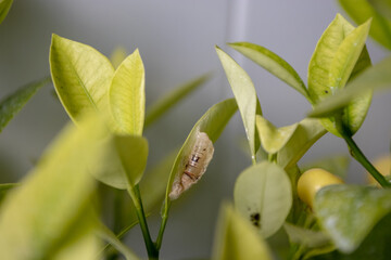 Butterfly chrysalis on calamondin citrus leaf. Insect metamorphosis