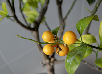 Ripe calamondin citrus fruits covered with sooty mold fungus