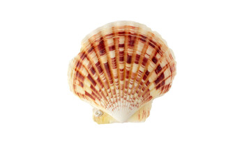 Colorful scallop sea shell isolated transparent png