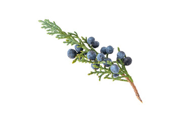 Juniper branch with blue berries and waxy bloom isolated transparent png