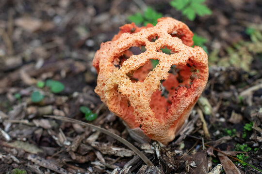 Red cage fungus clathrus ruber. Basket stinkhorn mushroom in forest floor
