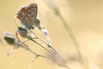 una farfalla licenide al tramonto © Simona
