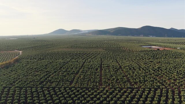 Expansive aerial footage showcasing a vast olive tree plantation. The camera slowly pans across endless rows of trees cultivated for olive oil