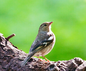 A close-up of a female chaffinch (Fringilla coelebs) perched on a tree branch. Green forest background with bokeh effect. Wildlife.