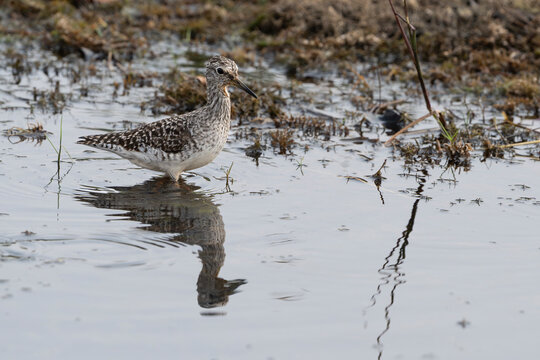 Wood Sandpiper (Tringa glareola)