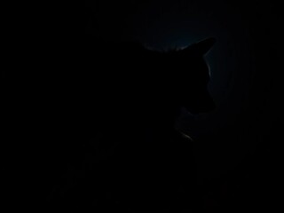 Shadowed canine form, sculpted light on fur, stark overhead perspective,  dark,  shadow