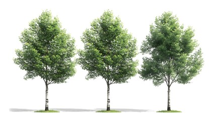 Obraz premium Single big green oak tree with lush spring foliage and branches isolated on a white background representing nature growth and life in a forest environment