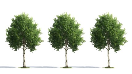 Obraz premium Single green tree with lush spring foliage and branches isolated on white background as a natural symbol of summer growth and environmental life