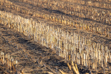 Stoppelfeld auf winterlichem Acker