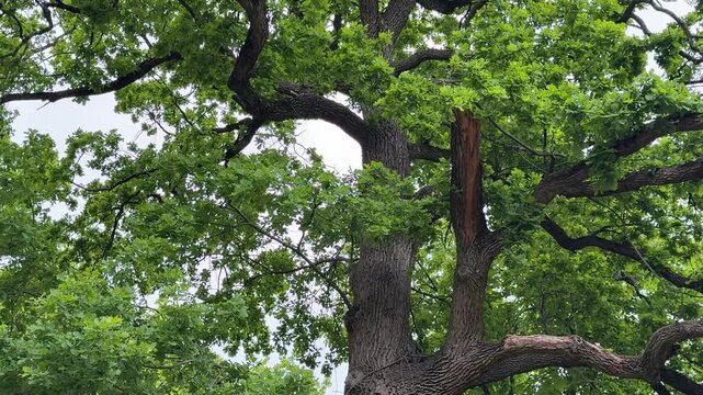 A crow chases a squirrel across an oak tree.