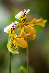 Large flowers of the Paphiopedilum, Venus slipper on natural green background © Kersti Lindström