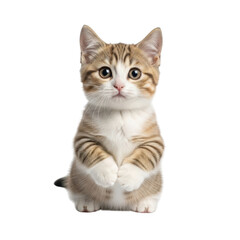 Obraz premium Adorable tabby kitten sitting upright with paws together on black background animal