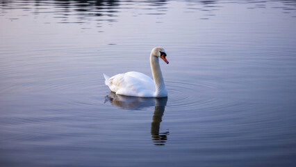 Graceful Swan Swimming in Calm Water Lake