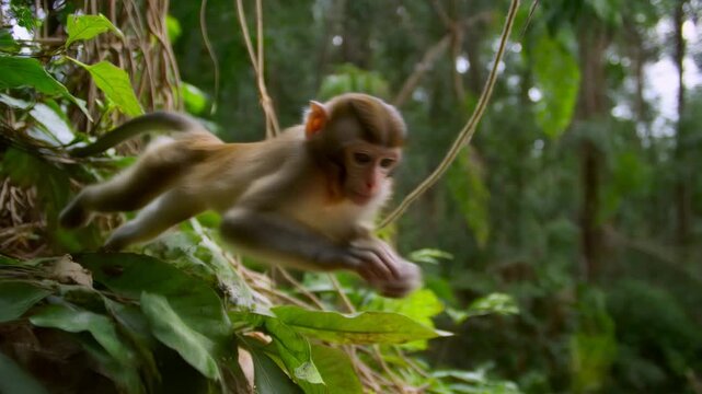 Young monkey leaping through lush jungle canopy