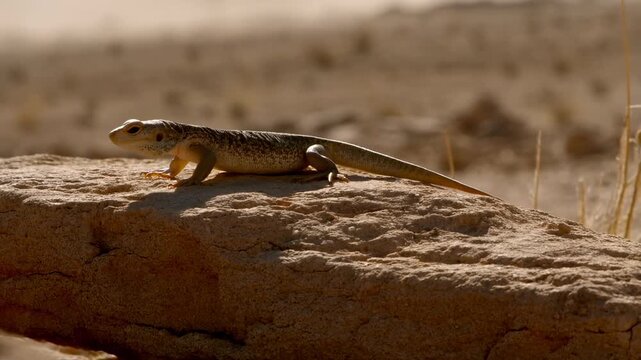 Agile lizard leaping across sunlit desert rock in natural habitat
