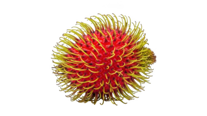 Close up of a red and yellow rambutan fruit with spiky hairs against a black background tropical fruit