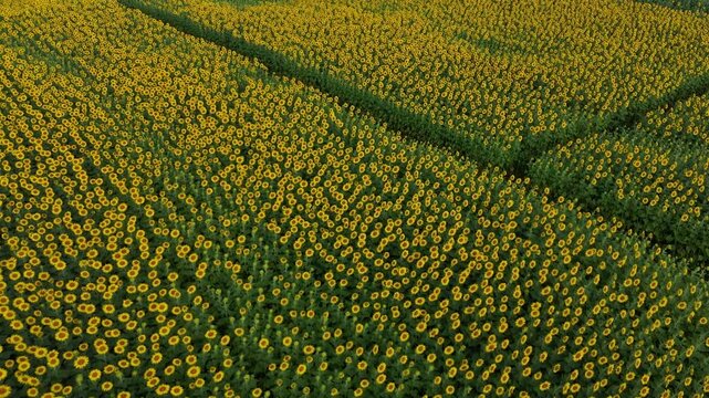 ひまわり畑（空撮）