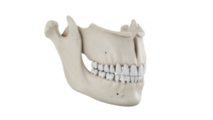 Human mandible bone with teeth isolated on black background anatomical model jawbone human jaw