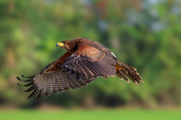 Fototapeta premium A beautiful Harris's Hawk flying in the forest.