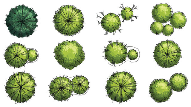 Isolated Vector Tree Top View for Landscape Design, Architecture, and Garden Planning