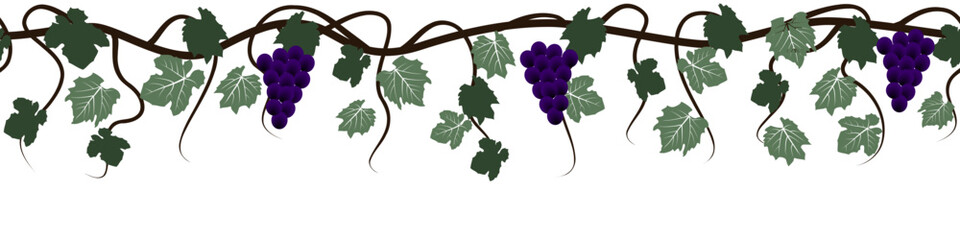 Grapes, climbing vine with berries, horizontal banner on a white background, vector image