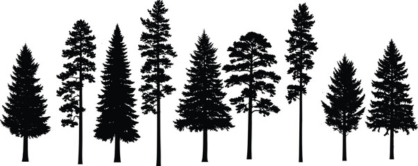Pine tree forest silhouette set, coniferous fir spruce collection, nature landscape elements, isolated black shape, evergreen woodland, cad drawing flat vector illustration © MstJahanara