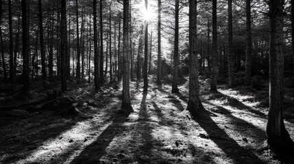 Fototapeta premium view in the forest decorated with sunlight