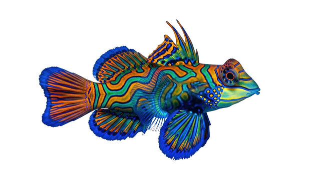 Beautiful Exotic Mandarin Dragonet Fish Swimming Isolated on Transparent Background