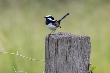 Superb Fairy-wren