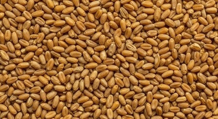 Fototapeta premium Detailed macro texture of countless golden dried wheat kernels scattered uniformly across a flat surface, suitable for copy space ,abundance ,baking ,raw