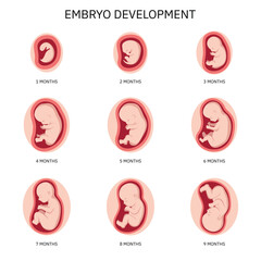 Human embryo, stages of fetal development 1 to 9 months . Human fetus inside the womb