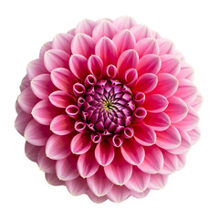 Fototapeta premium Beautiful pink dahlia flower isolated on white background isolated on transparent background