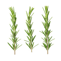 Fototapeta premium Fresh rosemary herb sprigs isolated on white background isolated on transparent background