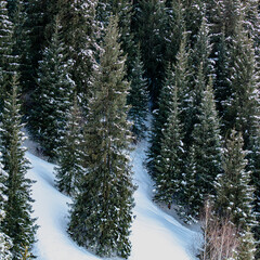 snow covered pine forest