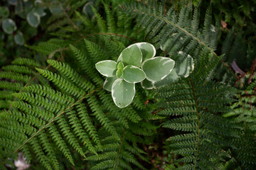 Foug&egrave;res et pittosporum