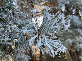 frost on branches