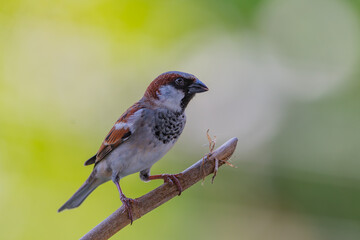 Fototapeta premium Sitting male House Sparrow perched on a branch, displaying gray crown, chestnut brown wings, and black throat patch, captured in natural light, representing urban wildlife, common birds, and nature.