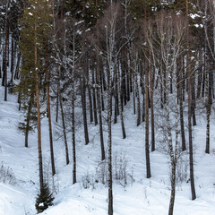 snow covered trees in the forest