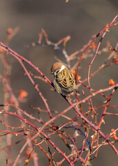 Portret mazurka (Passer montanus) &ndash; niewielkiego ptaka z rodziny wr&oacute;bli. Zdjęcie przedstawia dzikiego ptaka w naturalnym środowisku, z widocznymi detalami upierzenia. 