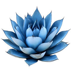 Blue Succulent Plant Isolated on Transparent Background