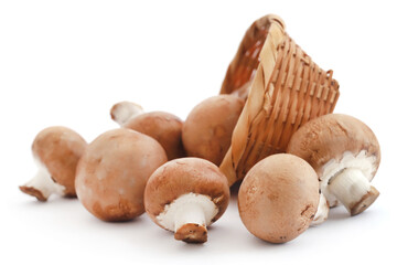 Brown button mushroom