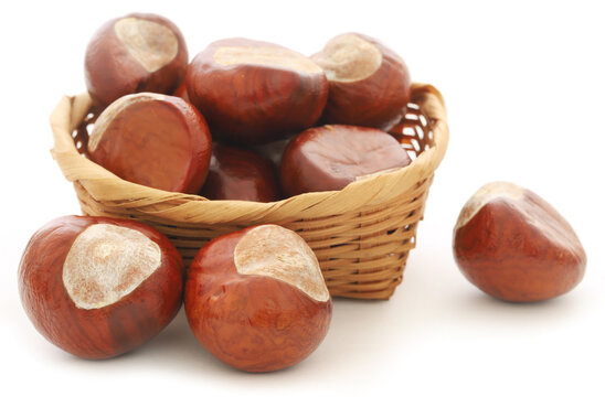 Horse chestnut