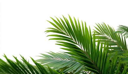 Fototapeta premium Lush green arching palm leaves against white background