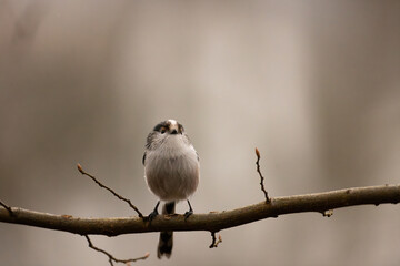 long-tailed tit sits on a branch © Marcel