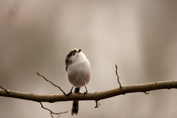 long-tailed tit sits on a branch © Marcel