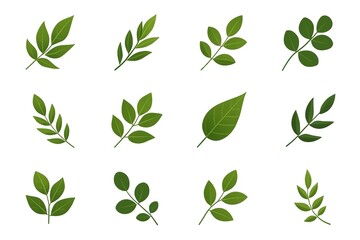 A collection of various green leaves on a white background